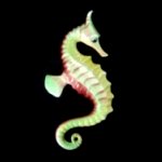 Seahorses